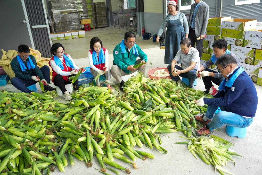 '괴산대학찰옥수수 첫 출하 행사(24.7.5.)' 게시글의 사진(6) 'DSC02970.jpg'